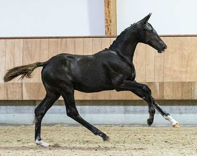 KWPN Black Foal